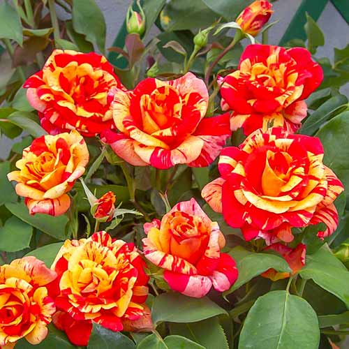 Rosier grimpant Flash® interface.image 1 interface.art 5493