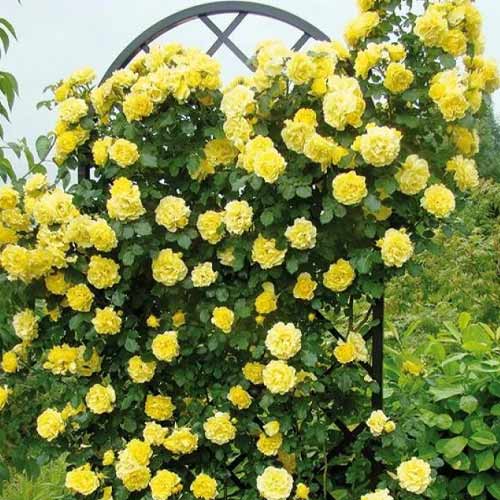 Rosier grimpant Golden Showers, root ball interface.image 1 interface.art 2157