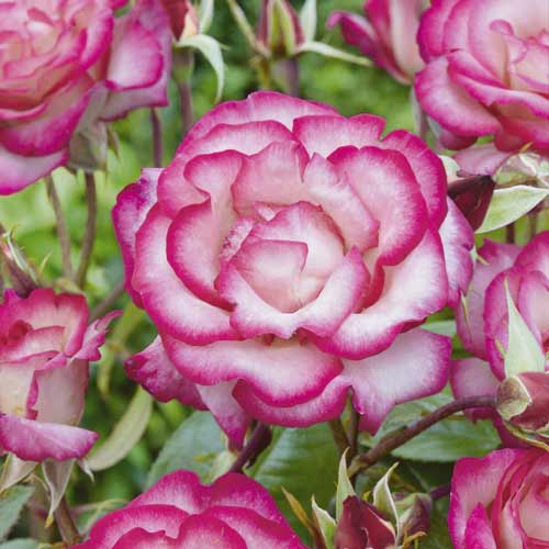 Rosier grimpant Händel ®, С3 interface.image 2 interface.art 6179