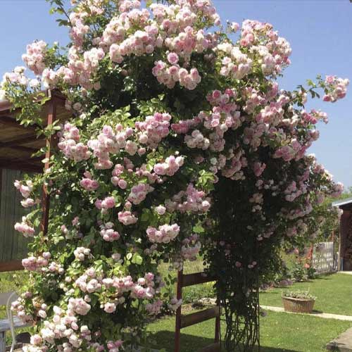 Rosier grimpant Jasmina ®, С5 interface.image 1 interface.art 6180