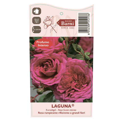 Rosier grimpant Laguna®, C5 interface.image 4 interface.art 5495