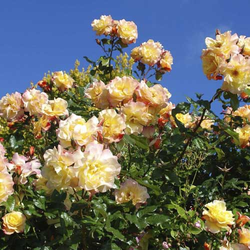 Rosier grimpant Moonlight ®, С5 interface.image 1 interface.art 6181