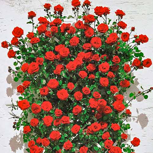 Rosier grimpant Mushimara, root ball interface.image 1 interface.art 2171