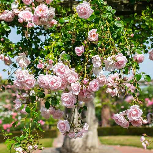 Rosier grimpant New Dawn interface.image 1 interface.art 2172