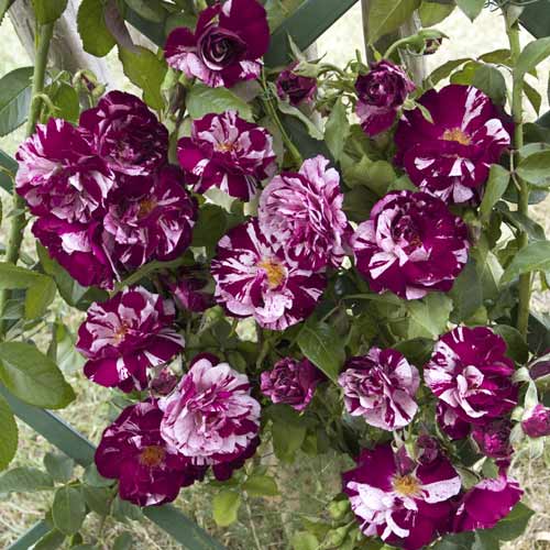 Rosier grimpant New Imagine®, C5 interface.image 1 interface.art 5496