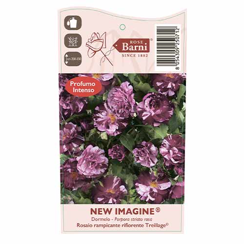 Rosier grimpant New Imagine®, C5 interface.image 4 interface.art 5496