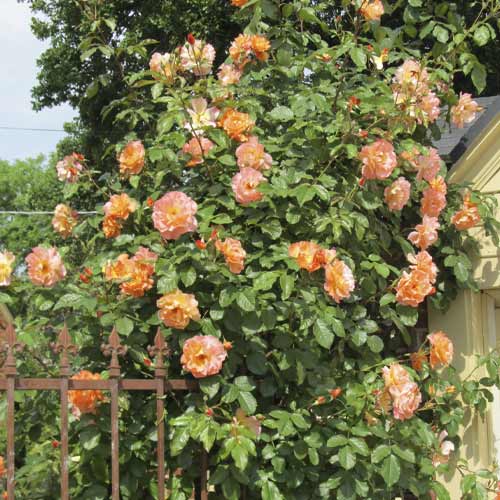 Rosier grimpant Orange Climbing interface.image 1 interface.art 6253