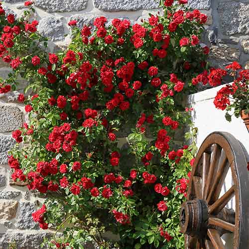 Rosier grimpant Paul's Scarlet, root ball interface.image 1 interface.art 2176