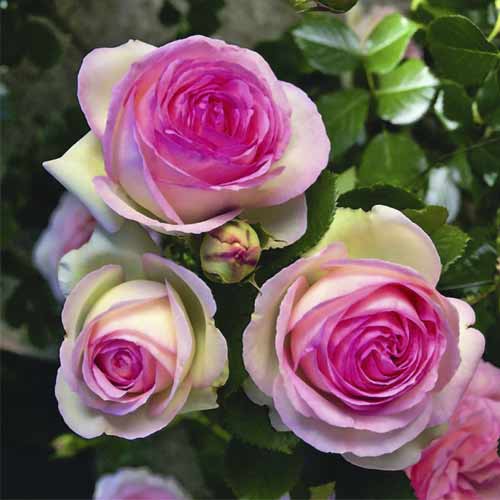 Rosier grimpant Pierre de Ronsard®, C5 interface.image 2 interface.art 5497