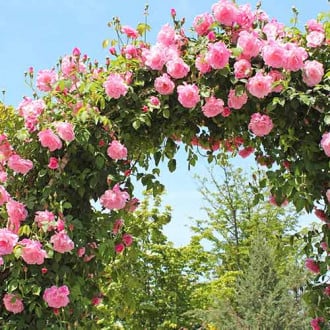 Rosier grimpant Pink, root ball interface.image 1 interface.art 2180