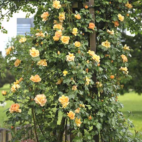 Rosier grimpant Redova ®, С5 interface.image 1 interface.art 6182