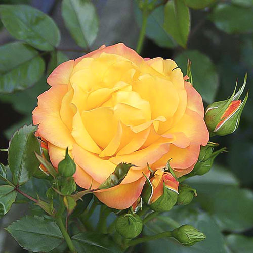 Rosier grimpant Redova ®, С5 interface.image 2 interface.art 6182