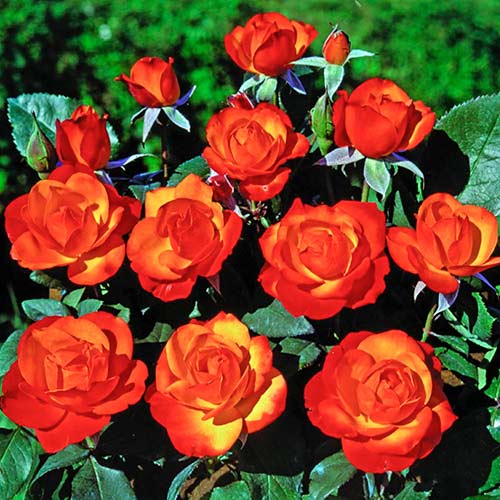 Rosier grimpant Tempi Moderni® interface.image 1 interface.art 5492