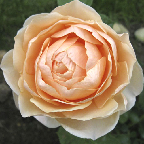 Rosiers à grandes fleurs Anna Fendi®, C5 interface.image 1 interface.art 5548