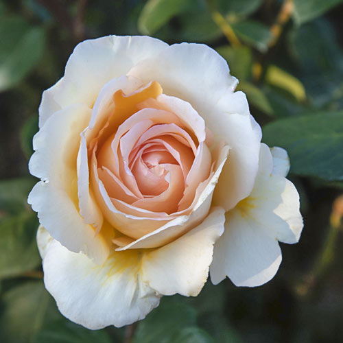 Rosiers à grandes fleurs Anna Fendi®, C5 interface.image 2 interface.art 5548