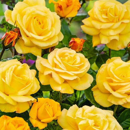 Rosiers à grandes fleurs Arthur Bell interface.image 1 interface.art 2188