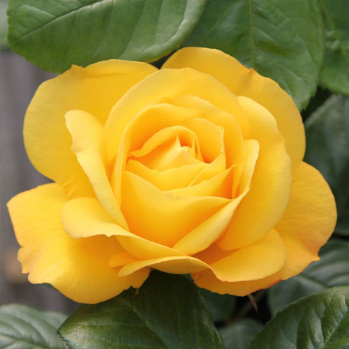 Rosiers à grandes fleurs Arthur Bell interface.image 2 interface.art 2188