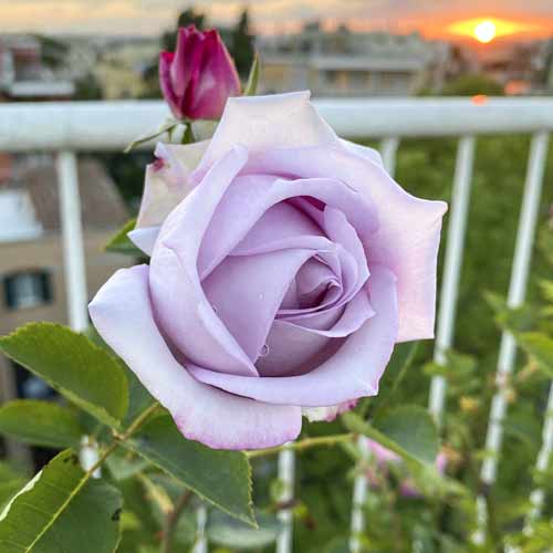 Rosiers à grandes fleurs Blue Monday®, C5 interface.image 2 interface.art 5528