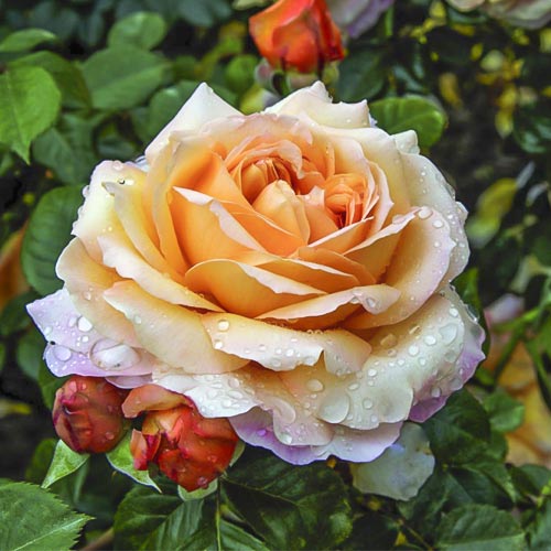 Rosiers à grandes fleurs Capri®, C5 interface.image 1 interface.art 5556