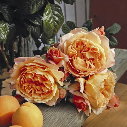 Rosiers à grandes fleurs Capri®, C5 interface.image 2 interface.art 5556