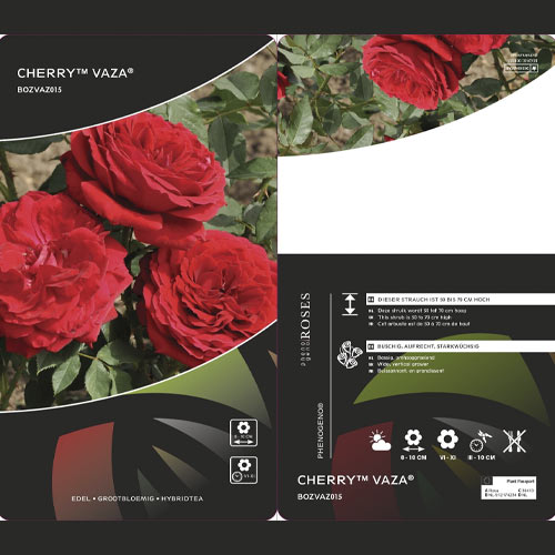Rosiers à grandes fleurs Cherry™ Vaza ®, С3 interface.image 2 interface.art 6184