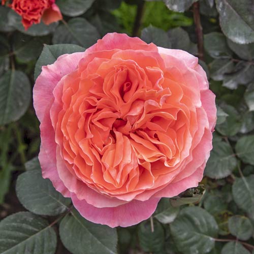 Rosiers à grandes fleurs Etrusca®, C5 interface.image 1 interface.art 5550