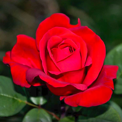 Rosiers à grandes fleurs Fulgurante, root ball interface.image 1 interface.art 6133