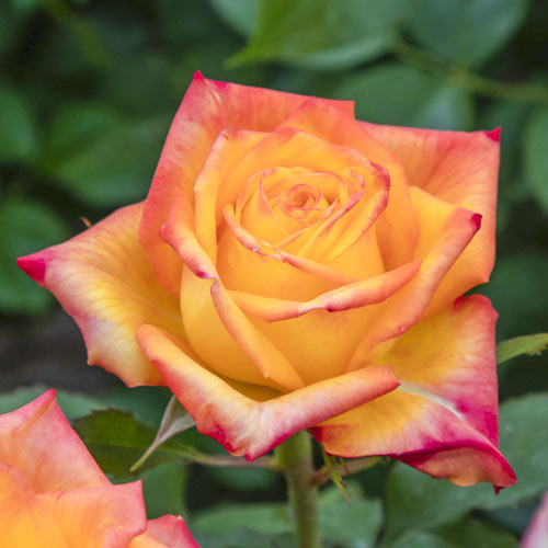 Rosiers à grandes fleurs Girandola®, C5 interface.image 1 interface.art 6152