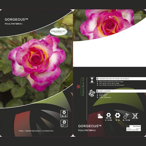 Rosiers à grandes fleurs Gorgeous Paramount®, С5 interface.image 1 interface.art 6186