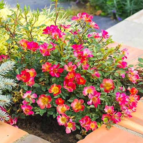 Rosiers à grandes fleurs Happy Chappy® interface.image 1 interface.art 5543