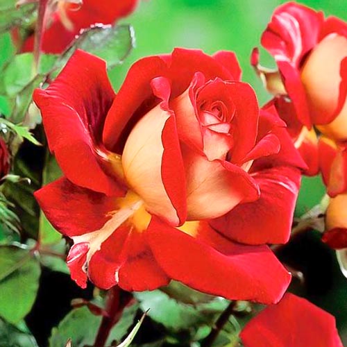 Rosiers à grandes fleurs Kronenburg, root ball interface.image 1 interface.art 6233