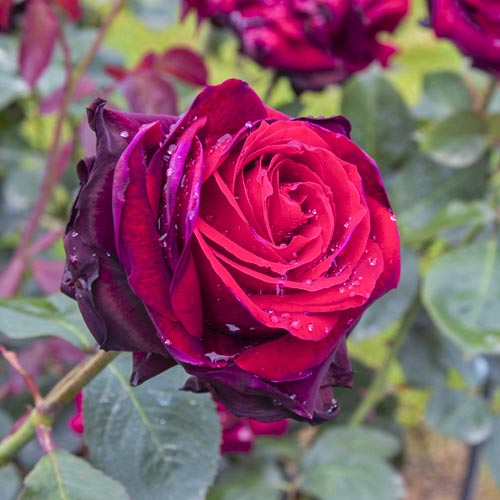 Rosiers à grandes fleurs Magia Nera®, C5 interface.image 2 interface.art 5533