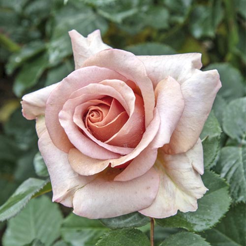 Rosiers à grandes fleurs Mokarosa®, C5 interface.image 1 interface.art 5535