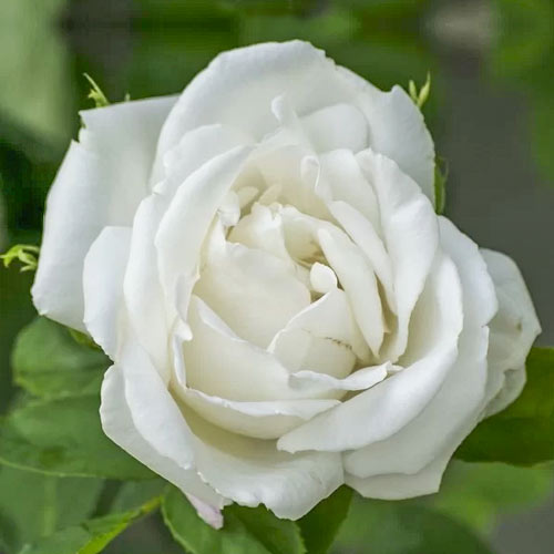 Rosiers à grandes fleurs Mount Shasta, root ball interface.image 1 interface.art 6132