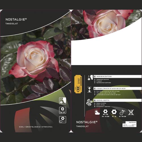 Rosiers à grandes fleurs Nostalgie®, C3 interface.image 2 interface.art 4563