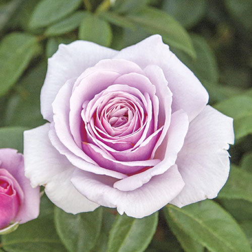 Rosiers à grandes fleurs Pacific Blue®, C5 interface.image 1 interface.art 6161