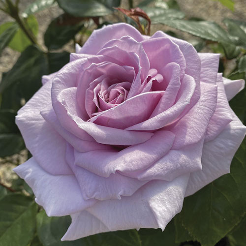 Rosiers à grandes fleurs Pacific Blue®, C5 interface.image 2 interface.art 6161