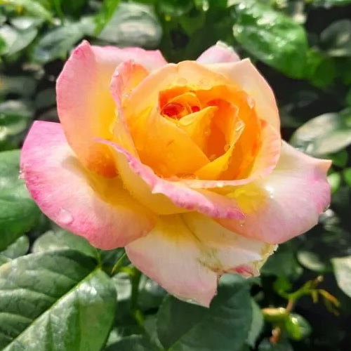 Rosiers à grandes fleurs Peace interface.image 1 interface.art 2293