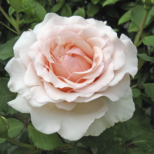 Rosiers à grandes fleurs Roberto Cappucci®, C5 interface.image 1 interface.art 5551