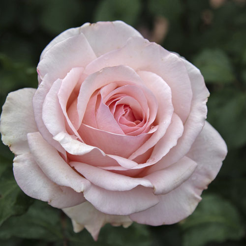 Rosiers à grandes fleurs Roberto Cappucci®, C5 interface.image 2 interface.art 5551