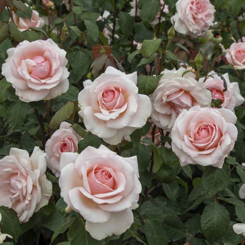 Rosiers à grandes fleurs Roberto Cappucci®, C5 interface.image 3 interface.art 5551