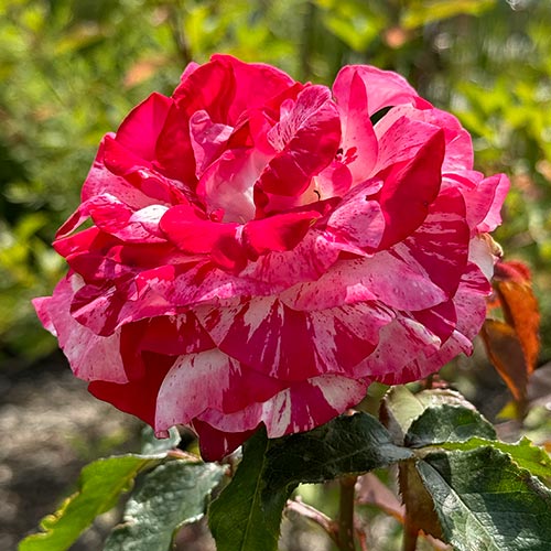 Rosiers à grandes fleurs Rock-Roll® interface.image 1 interface.art 5699