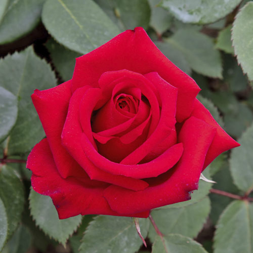 Rosiers à grandes fleurs Valentino®, C5 interface.image 1 interface.art 5539