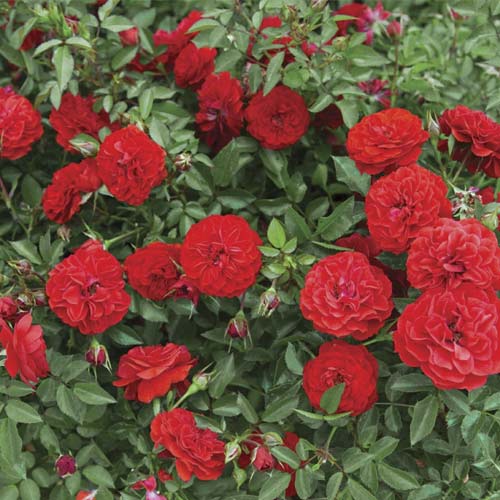 Rosiers mini Big Bang®, C5 interface.image 1 interface.art 5552