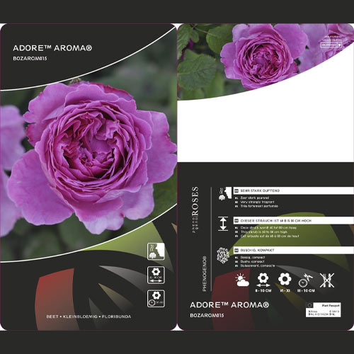 Rosiers floribunda Adore Aroma®, С3 interface.image 3 interface.art 2065