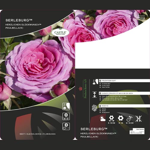 Rosiers floribunda Berleburg ®, С5 interface.image 3 interface.art 6170