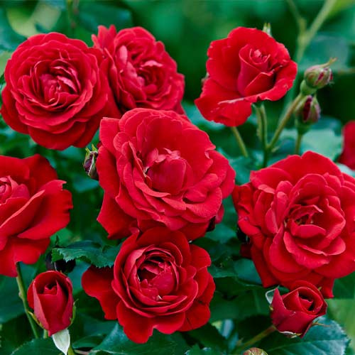 Rosiers floribunda Bordo interface.image 1 interface.art 6127