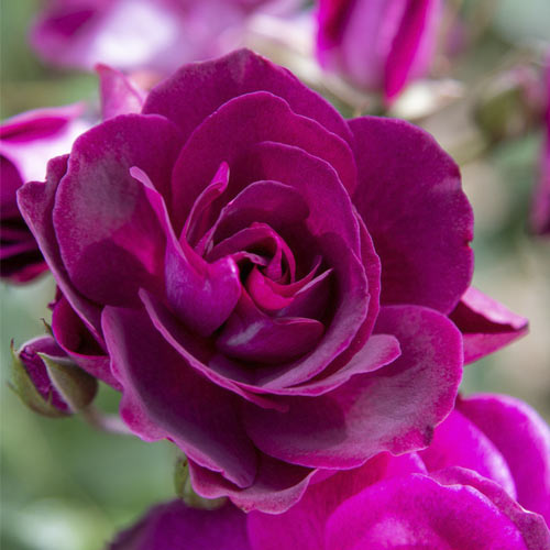 Rosiers floribunda Burgundy Iceberg®, C5 interface.image 1 interface.art 6146