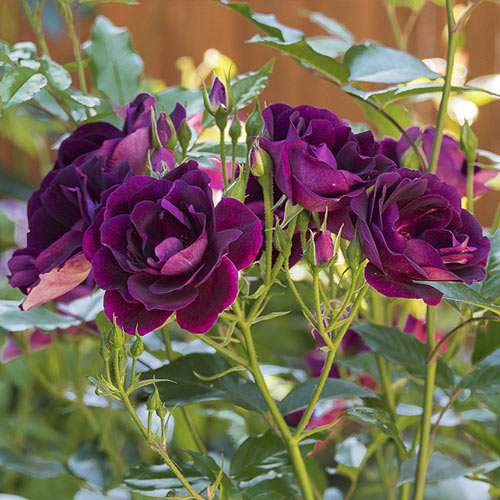 Rosiers floribunda Burgundy Iceberg®, C5 interface.image 3 interface.art 6146