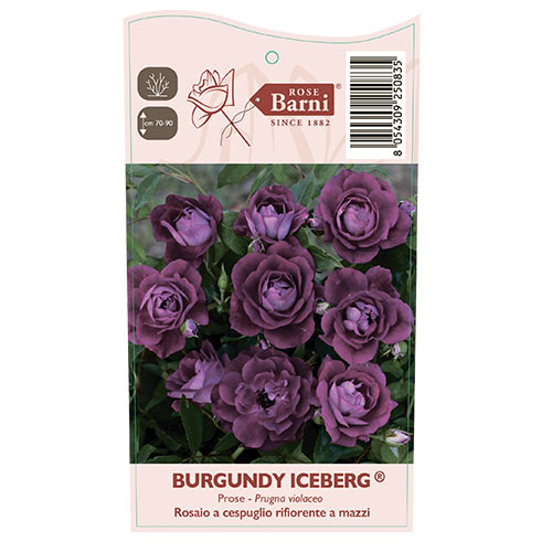 Rosiers floribunda Burgundy Iceberg®, C5 interface.image 5 interface.art 6146
